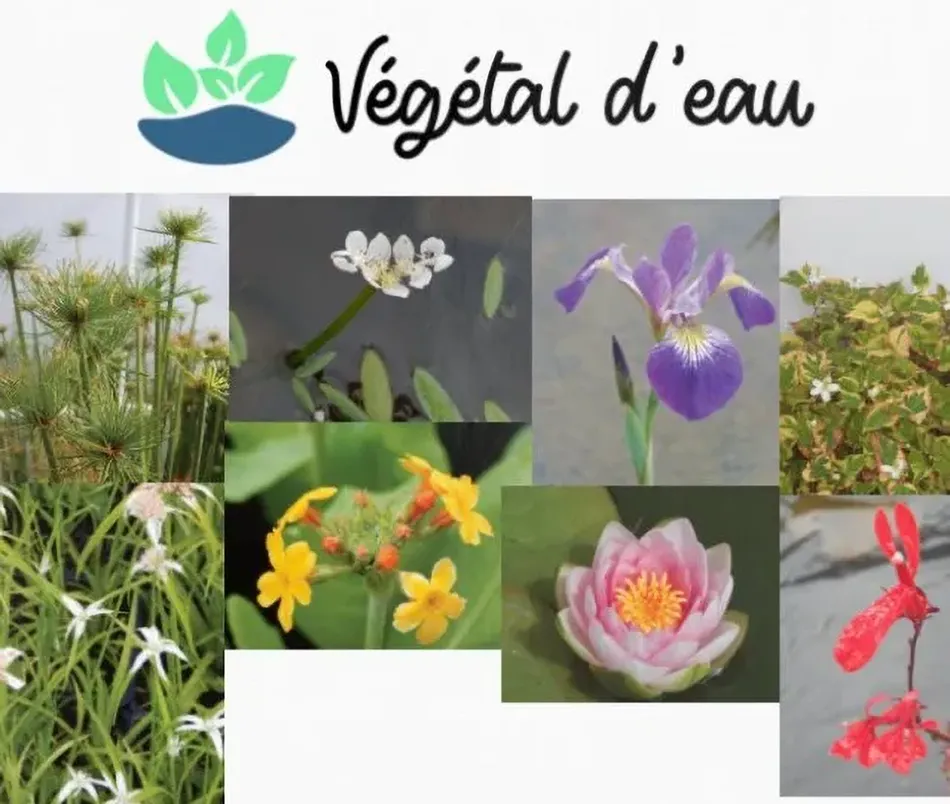 vegetaleau