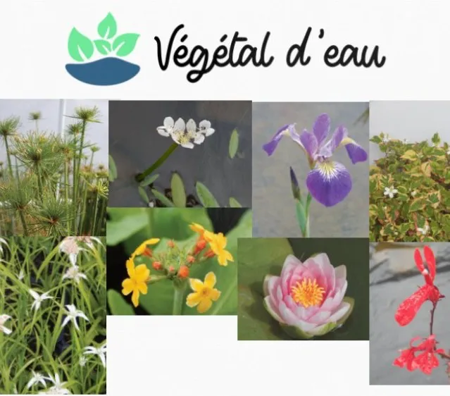 vegetaleau